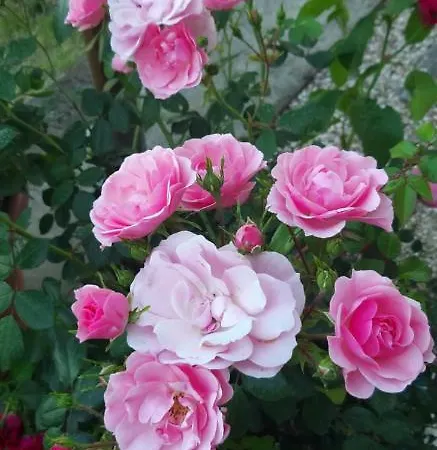 Nocleg ze śniadaniem Le Terrazze 3*