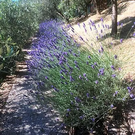 Bed and breakfast Le Terrazze