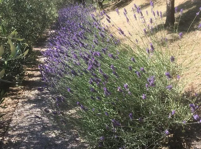 فندق مبيت وإفطار Le Terrazze 3*