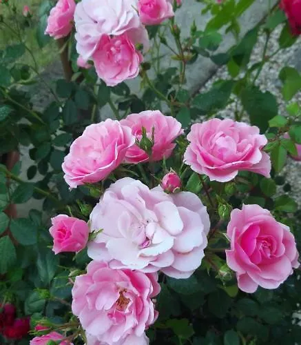 Bed & Breakfast Le Terrazze 3*